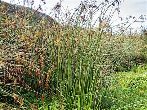 Scirpus californicus | Mostly Natives Nursery