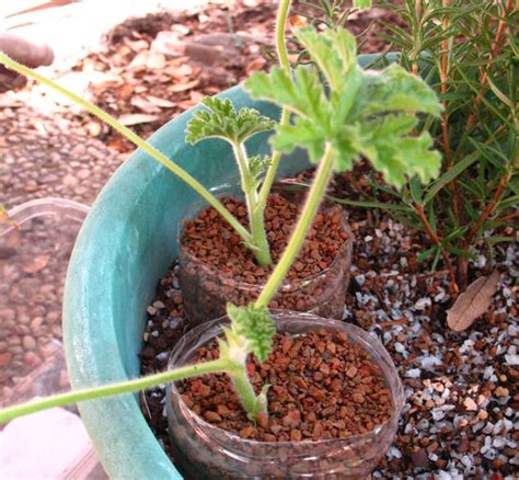 Citronella Plant Easy Guide: How to Grow the Mosquito Plant