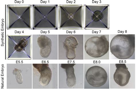 Embriones Sint Ticos De Laboratorio Para Trasplantes De Rganos Y