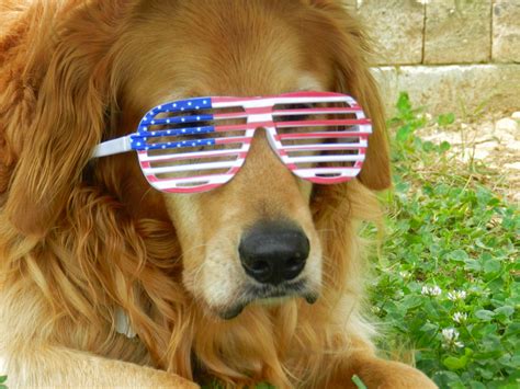 10 Reasons Why Dogs Are Mans Best Friend Lifehack
