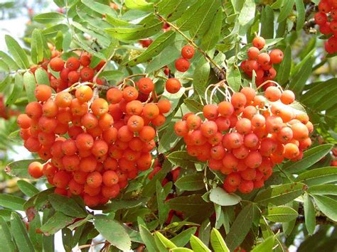 Рябина обыкновенная Sorbus aucuparia. Полезные свойства плодов красной ...
