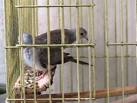 Мои БРИЛЛИАНТОВЫЕ ГОРЛИЦЫ - YouTube