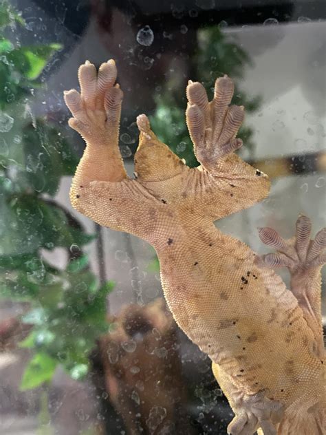 What S Their Sex R CrestedGecko