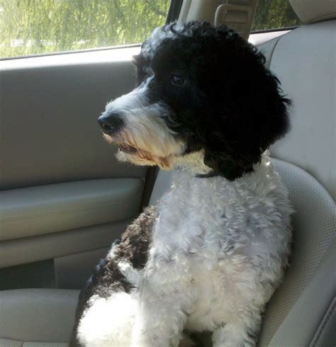 a black and white dog sitting in the back seat of a car