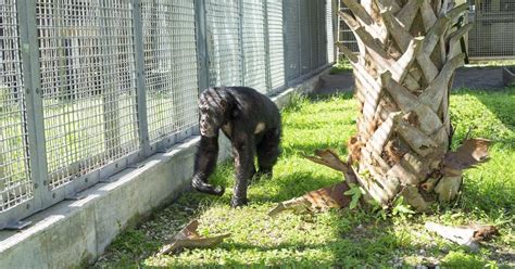 Tonka the Chimpanzee Rescued and Brought to Sanctuary