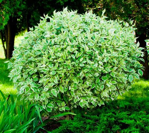 Дерен белый: посадка и уход в открытом грунте, размножение, сорта