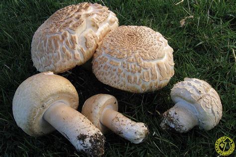 Шампиньон Королевский Фото И Описание – Telegraph