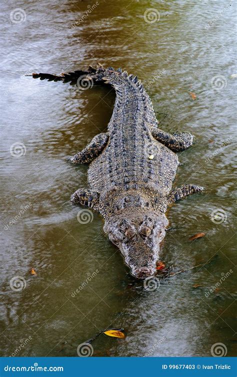 Niloticus En El Agua Detalle Del Crocodylus Del Cocodrilo Del Nilo Del Primer Del Cocodrilo Con