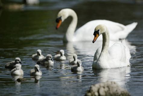 Discover The 8 Beautiful Types Of Swans An In Depth Guide