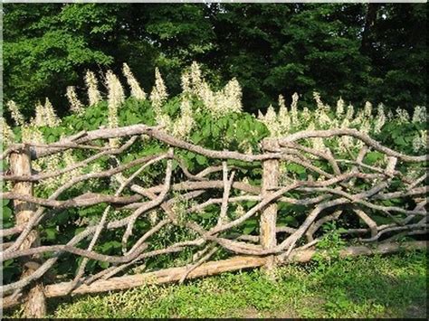 Забор Из Ивы Живая Изгородь Фото – Telegraph