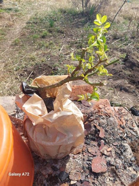Отзыв о Питомник Грани Герани саженец розы "Сахара" | Восхитительно