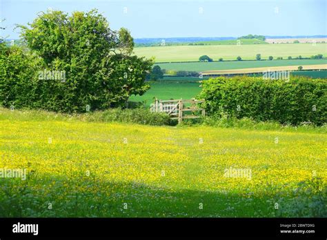 Wallington Hertfordshire Hi Res Stock Photography And Images Alamy