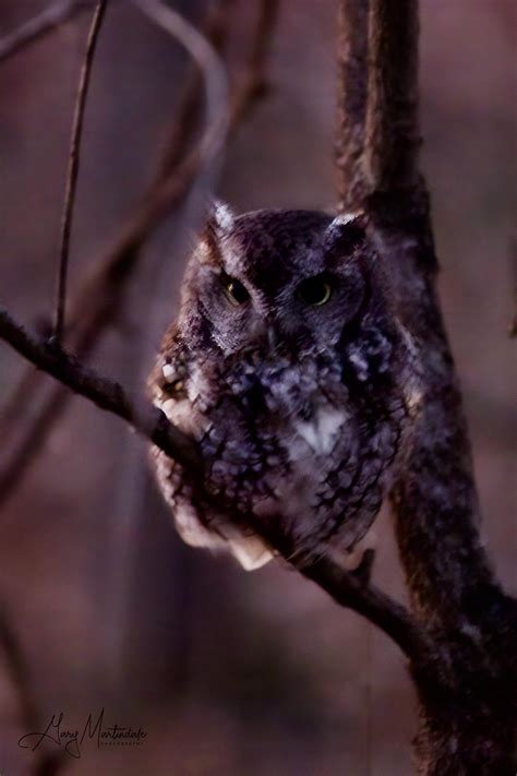 Eastern screech owl after dark. Indiana USA : r/birding
