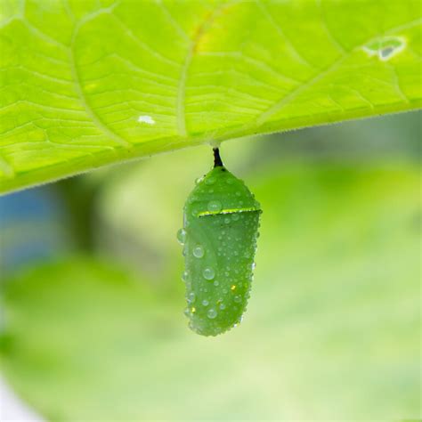 Preparing Your Pollinator Garden For Spring Forests For Monarchs
