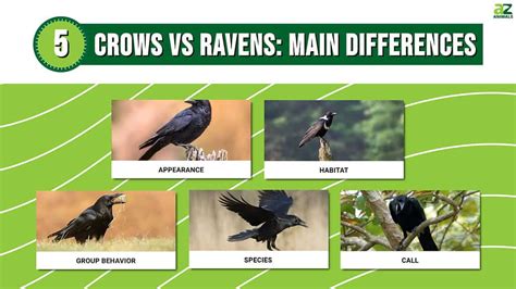 Difference Between Crow And Raven