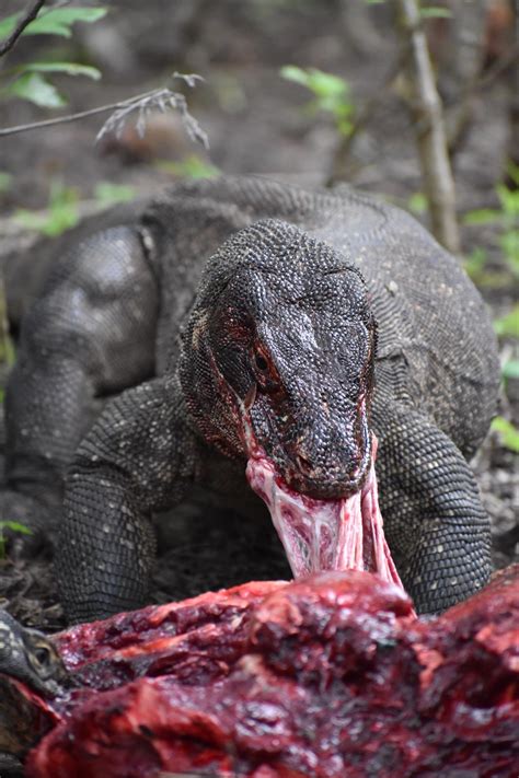 Komodo Dragon Attacking A Deer