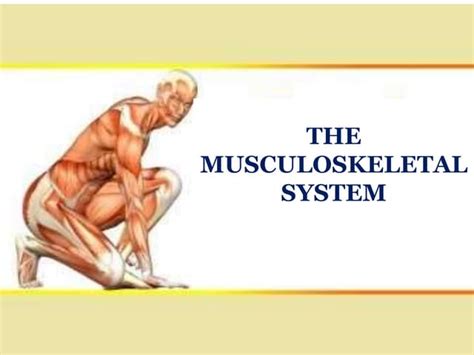 Anatomy And Physiology On The Musculoskeletal System Ppt