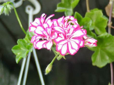 Герань Ампельная - уход и размножение, красивые фото