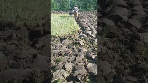 Pak Ustadz Joki Traktor Bajak Sawah Viral YouTube