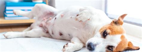 Беременность у собак 🐶: сколько ходит беременная собака, признаки, уход