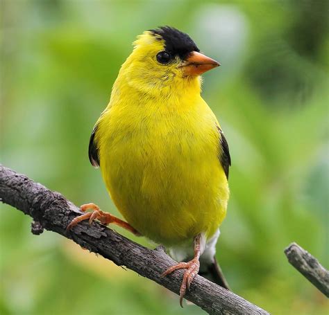 American Goldfinch - Birds and Blooms