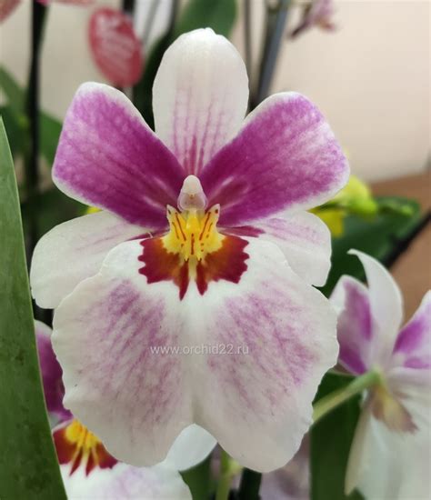 Орхидея Miltonia hybrid (отцвела)