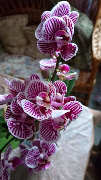 КУПИТЬ〚ОРХИДЕИ〛ᐉ большой выбор орхидей с доставкой по Украине | FLORIUM.UA