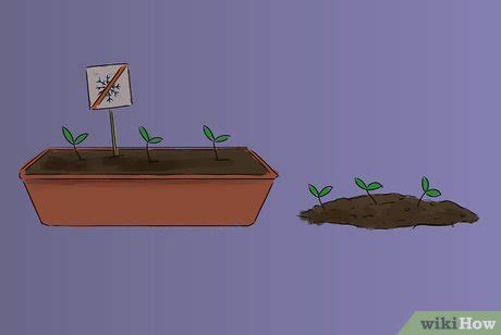 Jak pěstovat bazalku wikiHow