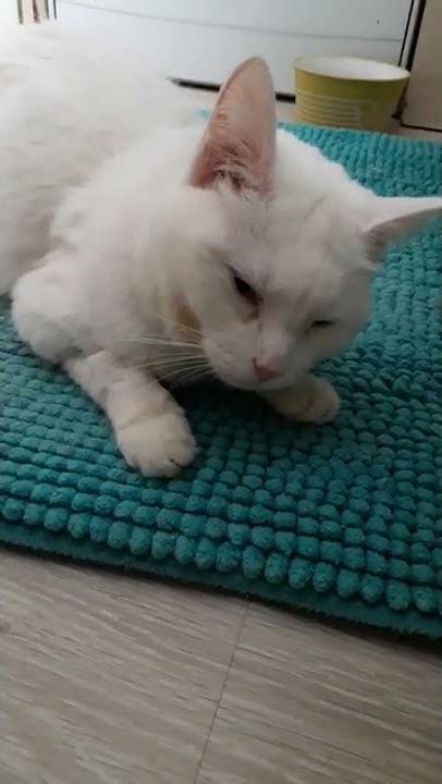 Кошка Джина - 2022.03.30 (02) - YouTube