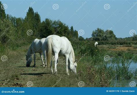 Horses Camargue Breed Stock Photo Image Of Cowboy Developed 46591178