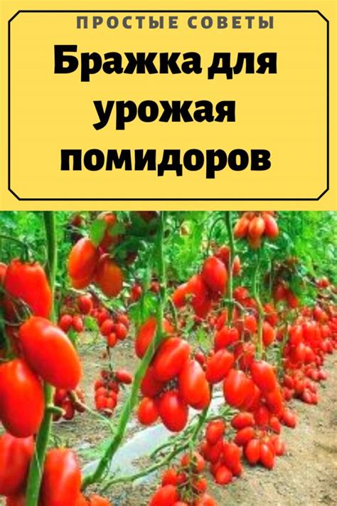 ТОП-9 СЕКРЕТОВ ХОРОШЕГО УРОЖАЯ ПОМИДОРОВ | Growing tomato plants ...