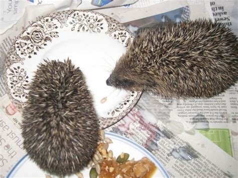 Hungry Hedgehogs Pet Samaritans