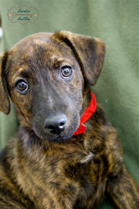 Mountain Cur Terrier