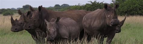 Rhino Numbers - Rhino Poaching & Population Statistics - Stop Rhino Poaching