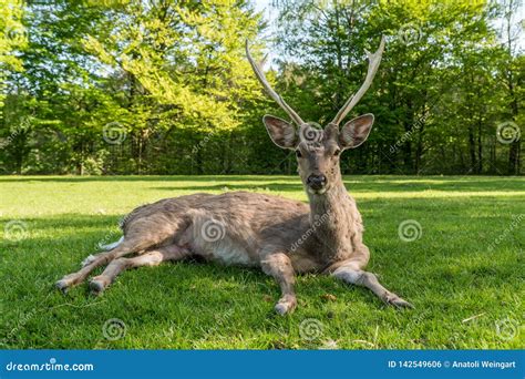 A Young Deer Laying On The Grass Ground Stock Photo Image Of Ears