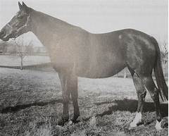 Thoroughbred Pedigree Query Before You Breed Learn From This Devastating Mistake