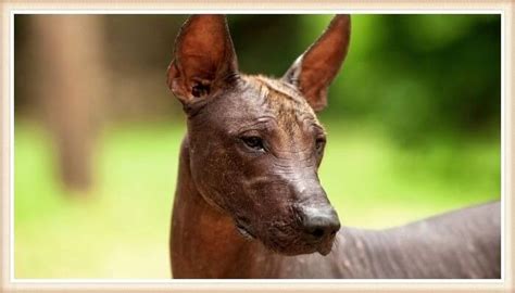 Perros Sin Pelo Las Razas De Perros Sin Pelo Que Existen Con Fotos