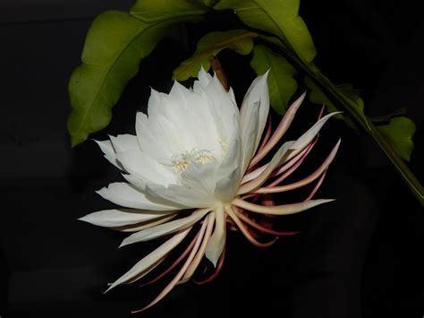 Night Queen Plant - Nestreeo.com