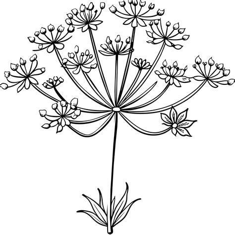 queen anne lace flower 8