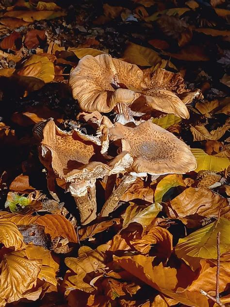 Wat Een Plaatjes X Paddenstoelfotos In De Nijmeegse Natuur