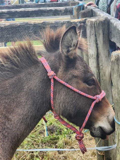 A Fant Ass Tic Day Out At Yarra Ranges Donkey Festival Upper Yarra Star Mail