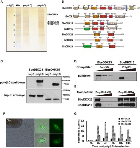 Isolation Of Poly I C Binding Proteins From Amphioxus Intestinal