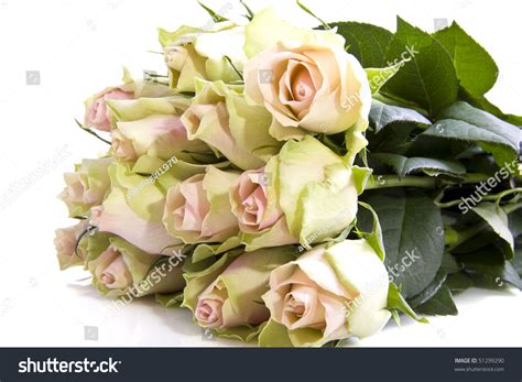 Bouquet Pink Green Roses Isolated Over Stock Photo 51299290 - Shutterstock