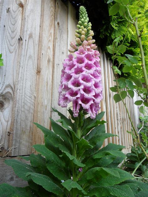 Experiments With Plants Foxgloves 15 May 2011