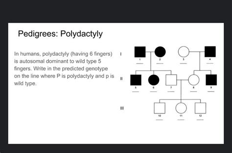 Solved Pedigrees: Polydactyly In humans, polydactyly (having | Chegg.com