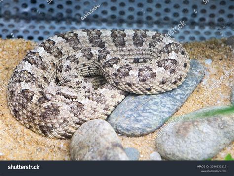 Sidewinder Snake Type Rattlesnake Although They Stock Photo 2396123115 ...