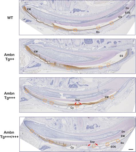 Frontiers Overexpression Of Ameloblastin In Secretory Ameloblasts