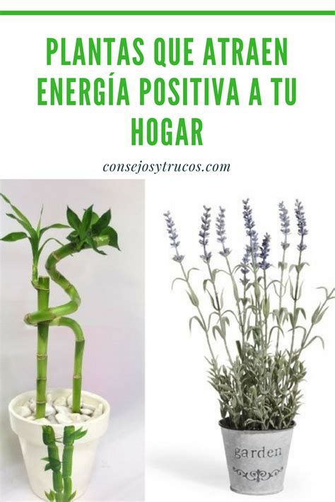 Estas Son Las Plantas Que Traen Energ As Positivas Para Su Casa Aqua