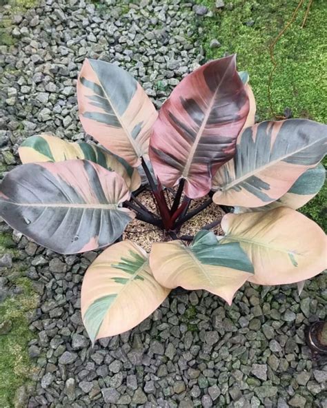 Philodendron Black Cardinal Care Guide Tips For A Striking Plant