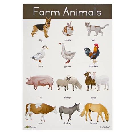 poster - farm animals (a2) | names pictures | satoytrade